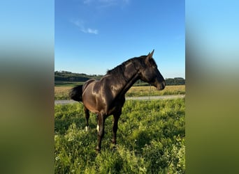Sächsisches Warmblut, Wallach, 5 Jahre, 167 cm, Rappe