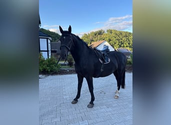 Sächsisches Warmblut, Wallach, 5 Jahre, 167 cm, Rappe