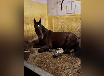 Sächsisches Warmblut, Wallach, 5 Jahre, 170 cm, Dunkelbrauner