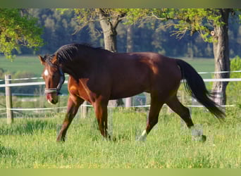 Sächsisches Warmblut, Wallach, 5 Jahre, 172 cm, Brauner