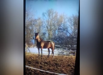 Sächsisches Warmblut Mix, Wallach, 6 Jahre, 165 cm, Brauner