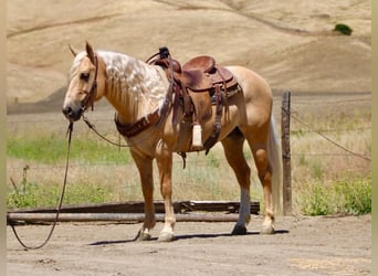 Sächsisches Warmblut, Wallach, 7 Jahre, 142 cm, Palomino