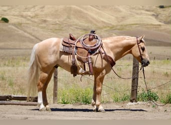 Sächsisches Warmblut, Wallach, 7 Jahre, 142 cm, Palomino
