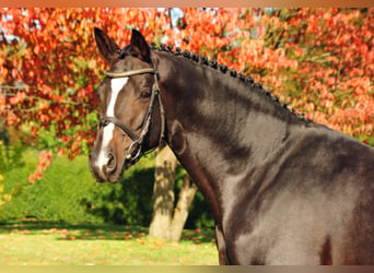 Koń trakeński, Ogier, 17 lat, 167 cm, Ciemnogniada