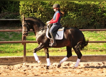 Trakehner, Étalon, 17 Ans, 167 cm, Bai brun