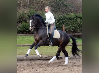 Trakehner, Stallone, 19 Anni, 167 cm, Baio scuro