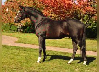 Trakehner, Stallone, 19 Anni, 167 cm, Baio scuro