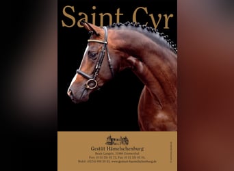 Trakehner, Stallone, 19 Anni, 167 cm, Baio scuro