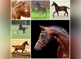 Trakehner, Stallone, 19 Anni, 167 cm, Baio scuro