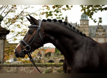 Trakehner, Stallone, 19 Anni, 167 cm, Baio scuro