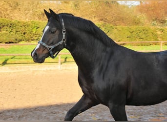 Trakehner, Stallone, 19 Anni, 167 cm, Baio scuro