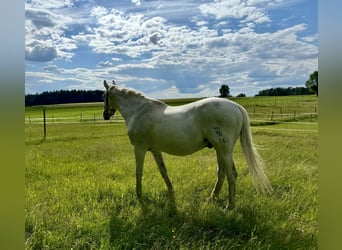 Sajonia-Anhaltiner, Caballo castrado, 25 años, 170 cm, Tordo