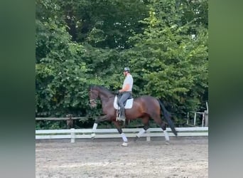 Sajonia-Anhaltiner, Caballo castrado, 9 años, 174 cm, Castaño oscuro