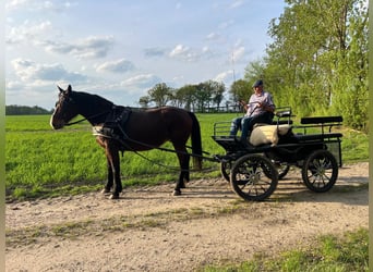 Saksoński koń gorącokrwisty, Klacz, 10 lat, 168 cm, Ciemnogniada