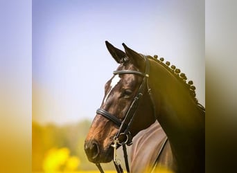 Saksoński koń gorącokrwisty, Klacz, 17 lat, 166 cm, Ciemnogniada