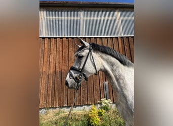Saksoński koń gorącokrwisty, Klacz, 6 lat, 174 cm, Siwa