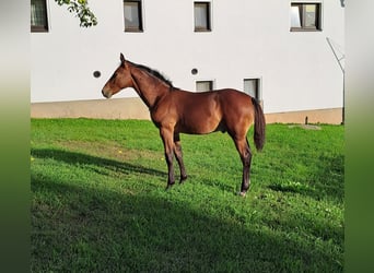 Saksoński koń gorącokrwisty, Ogier, Źrebak (04/2026), Gniada