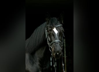 Saksoński koń gorącokrwisty, Wałach, 10 lat, 160 cm, Kara