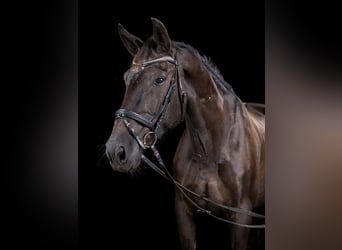 Saksoński koń gorącokrwisty, Wałach, 19 lat, 167 cm, Kara