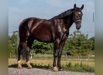 Saksoński koń gorącokrwisty, Wałach, 6 lat, 185 cm, Kara