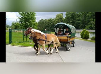 Saksońsko-turyngijski koń zimnokrwisty, Klacz, 4 lat, 165 cm, Kasztanowata