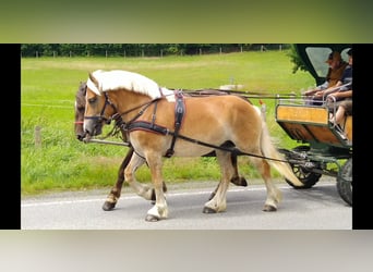 Saksońsko-turyngijski koń zimnokrwisty, Klacz, 4 lat, 165 cm, Kasztanowata