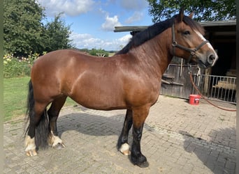 Saksońsko-turyngijski koń zimnokrwisty, Klacz, 9 lat, 159 cm, Gniada