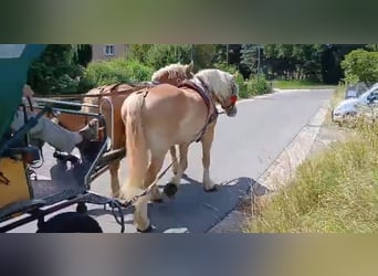Saksońsko-turyngijski koń zimnokrwisty, Wałach, 6 lat, 168 cm, Kasztanowata