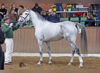 Shagya Arabian, Stallion, 20 years, 15.2 hh, Gray
