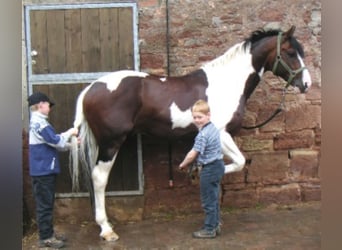 Hessian Warmblood, Stallion, 30 years, 16.2 hh, Pinto