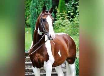 Hessisches warmbloed, Hengst, 30 Jaar, 169 cm, Gevlekt-paard