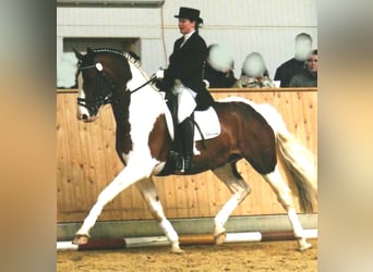 Hessisches warmbloed, Hengst, 30 Jaar, 169 cm, Gevlekt-paard