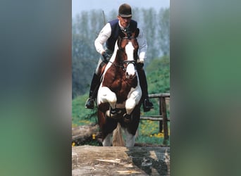 Koń heski, Ogier, 29 lat, 169 cm, Srokata