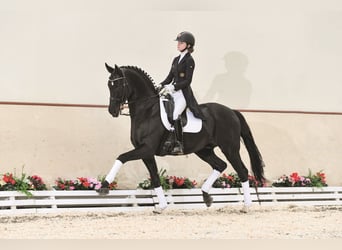 Oldenbourg, Étalon, 20 Ans, 172 cm, Bai brun foncé