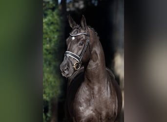 Oldenbourg, Étalon, 20 Ans, 172 cm, Bai brun foncé