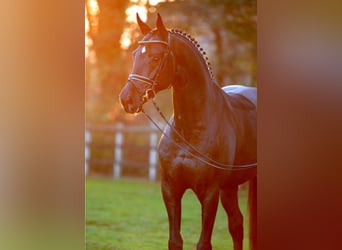 Oldenburg, Stallion, 20 years, 16.3 hh, Smoky-Black