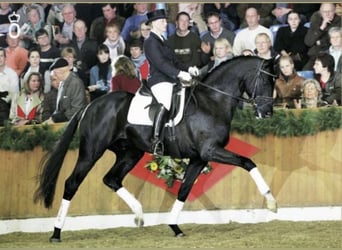 Oldenburg, Stallion, 22 years, 16.3 hh, Smoky-Black