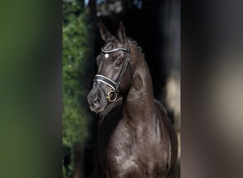 Oldenburg, Stallion, 22 years, 16.3 hh, Smoky-Black