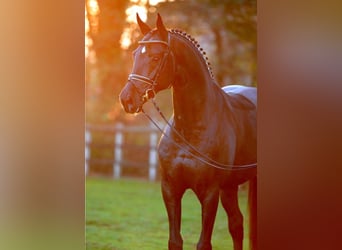 Oldenburger, Hengst, 20 Jaar, 172 cm, Zwartbruin