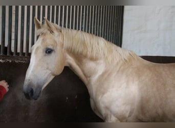 Lusitanien, Étalon, 20 Ans, 160 cm, Perlino