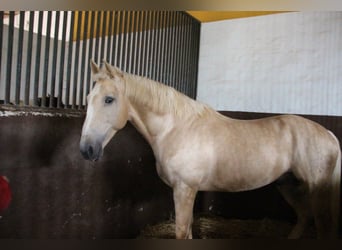 Lusitano, Hengst, 20 Jaar, 160 cm, Perlino