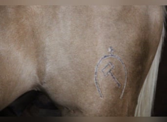 Lusitano, Ogier, 20 lat, 160 cm, Perlino