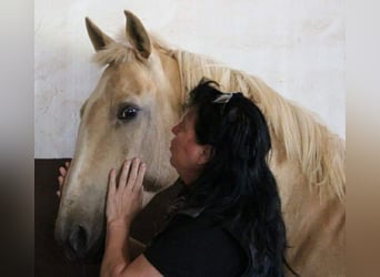 Lusitano, Stallone, 20 Anni, 160 cm, Perlino