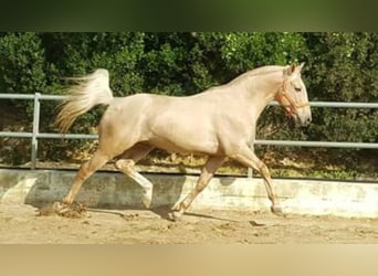 Lusitano, Stallone, 20 Anni, 160 cm, Perlino