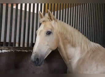 Lusitanos, Semental, 20 años, 160 cm, Perlino