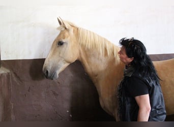 Lusitanos, Semental, 20 años, 160 cm, Perlino
