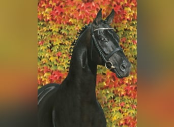 Oldenbourg, Étalon, 33 Ans, 172 cm, Noir