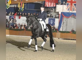 Oldenbourg, Étalon, 33 Ans, 172 cm, Noir