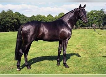 Oldenbourg, Étalon, 33 Ans, 172 cm, Noir