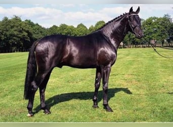 Oldenburg, Stallion, 31 years, 16,3 hh, Black